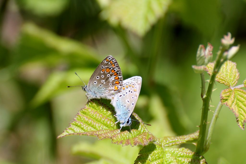 Sono forse Polyommatus bellargus?